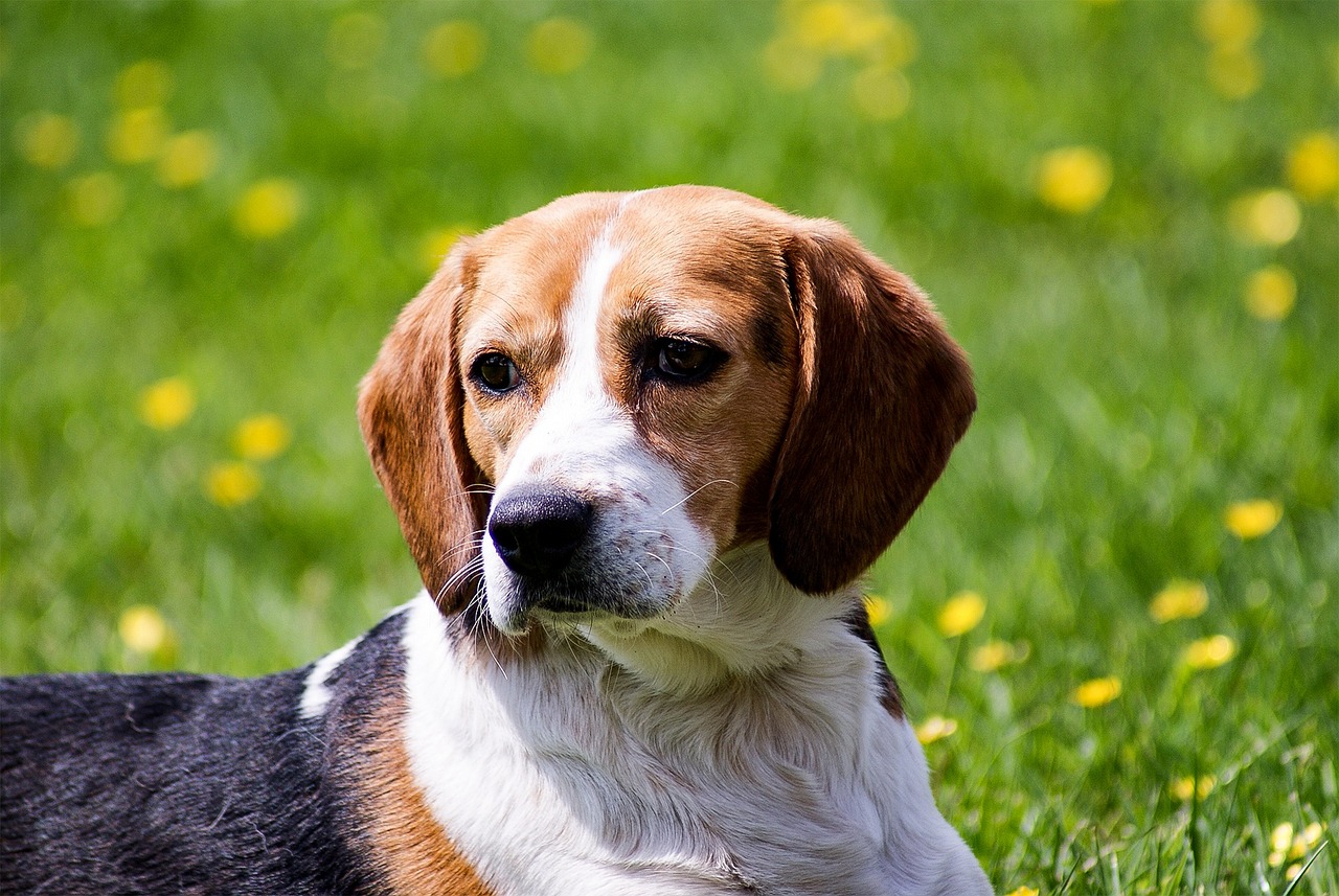 are kerry beagle hypoallergenic