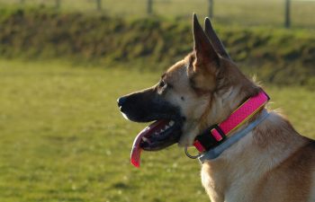 Best Tactical Dog Collars