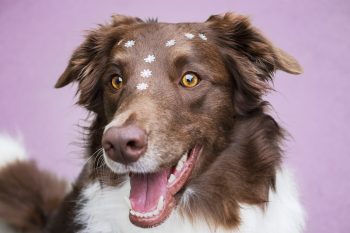 PetWireDaily — 100+ Dog Names That Start With C (2026): Cute, Cool, Classic & More