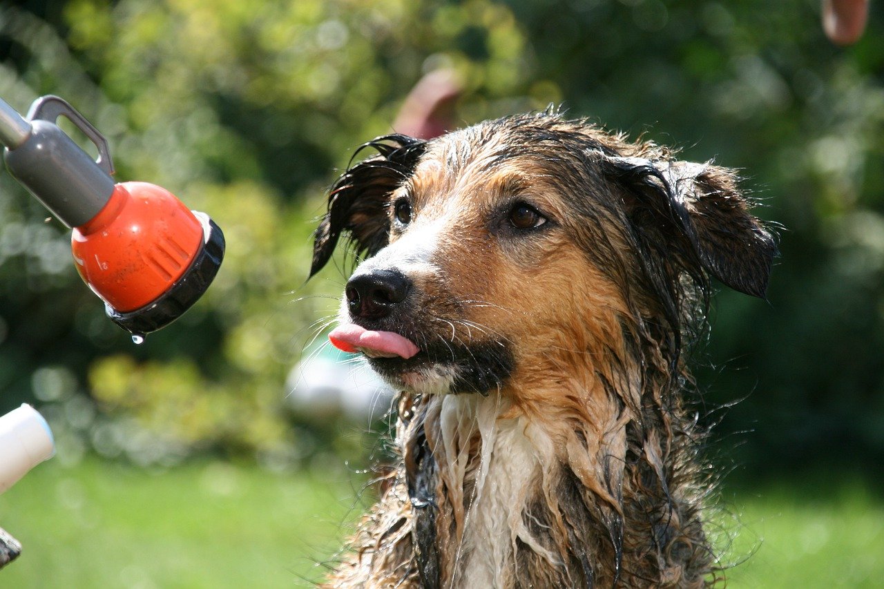 Best Dog Shower or Hose Bathing Attachments