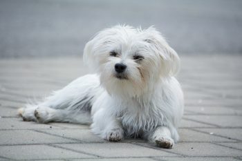 30 Best Gifts for a Maltese Owner