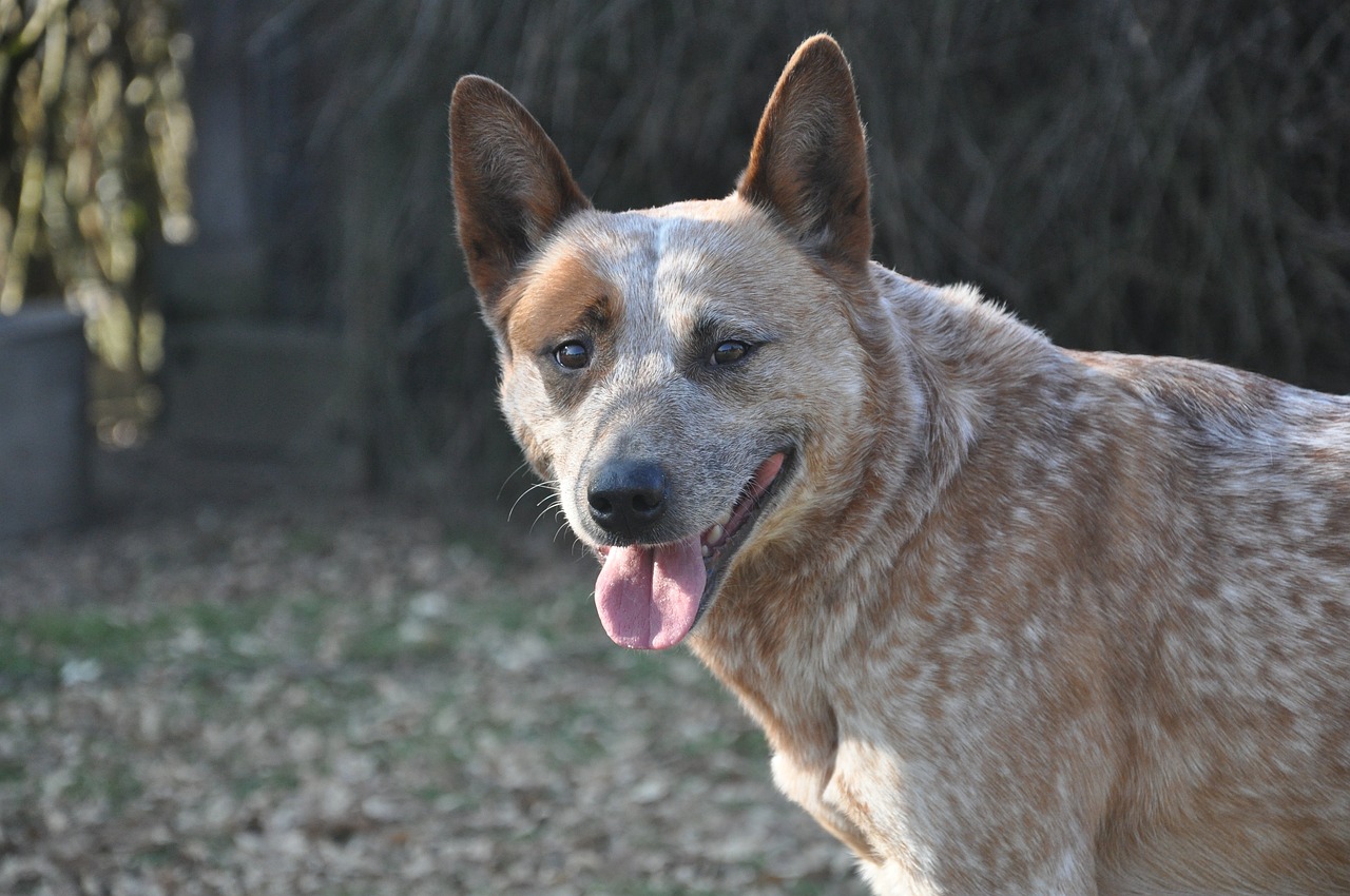 30 Best Gifts for an Australian Cattle Dog Owner
