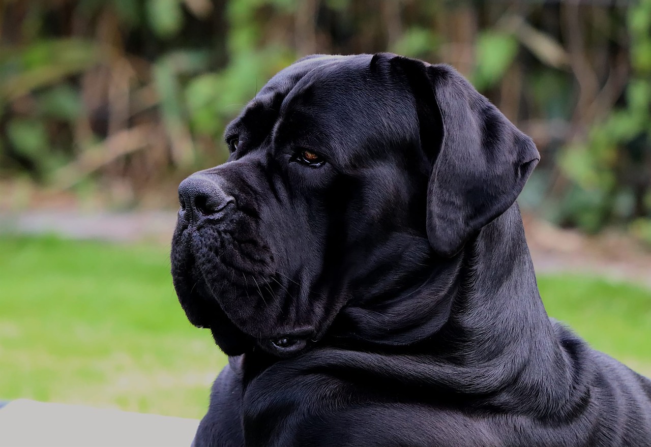 20 Best Gifts for a Cane Corso Owner