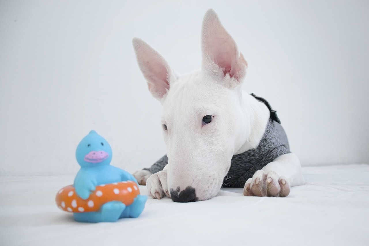 30 Best Gifts for a French Bull Terrier Owner