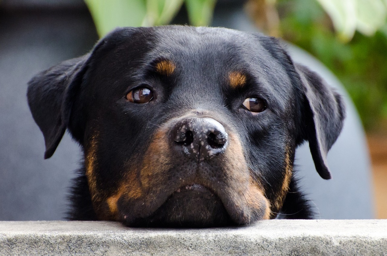 30 Best Gifts for a Rottweiler Owner