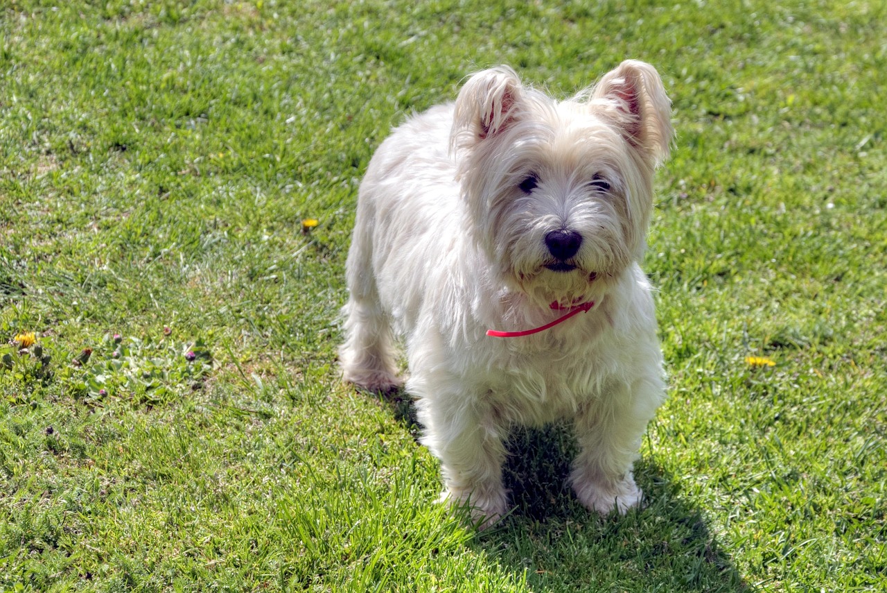 Adopting an Adult Westie vs. a Puppy: Pros and Cons