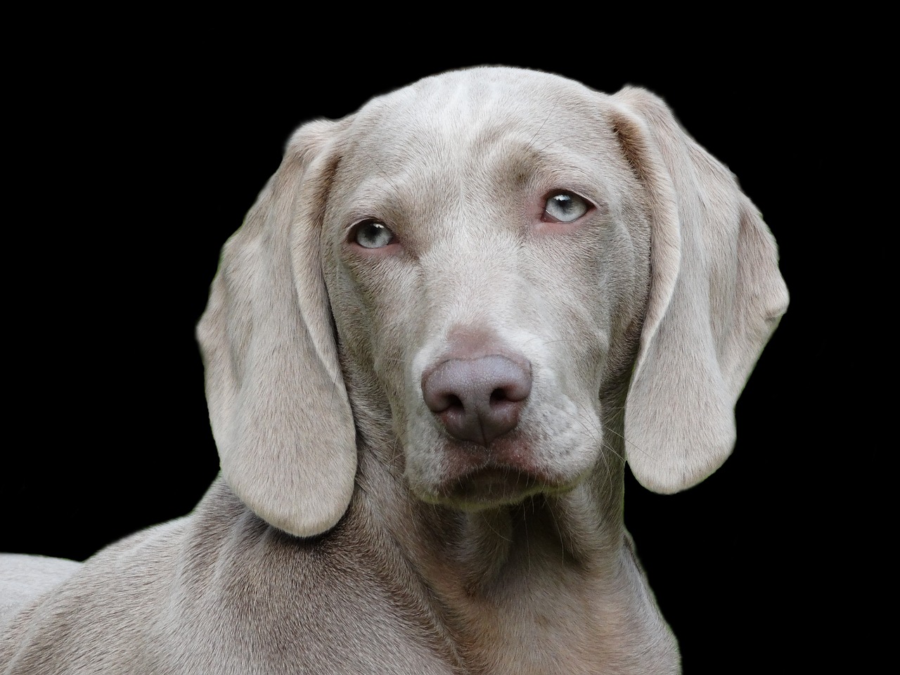 20 Best Gifts for a Weimaraner Owner
