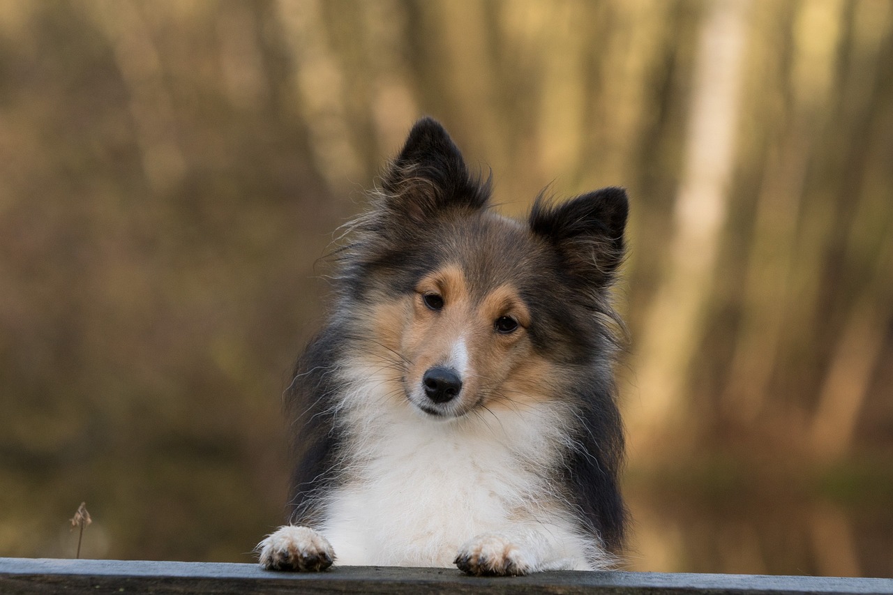 30 Best Gifts for a Sheltie Owner