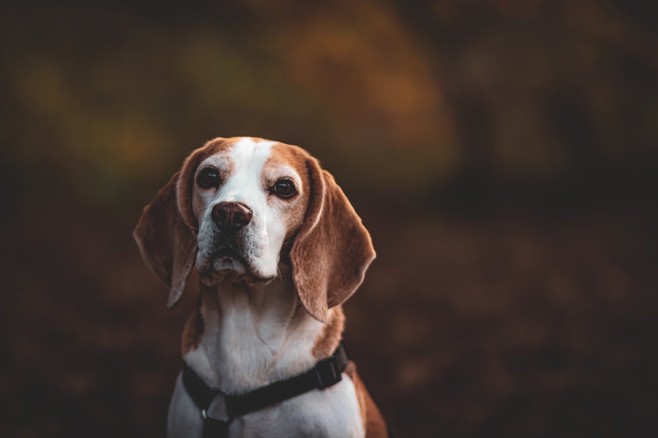 30 Best Gifts for a Beagle Owner