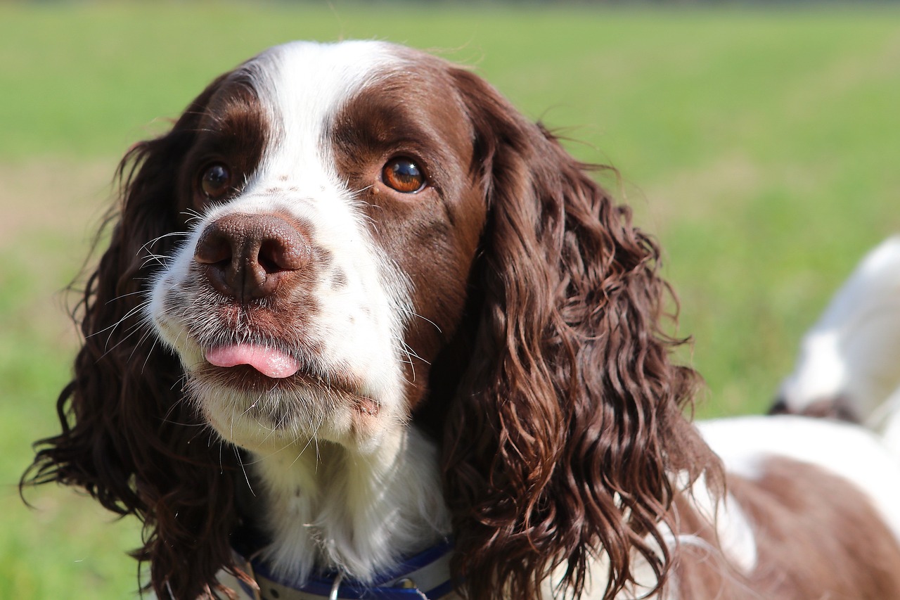 30 Best Gifts for a English Springer Spaniel Owner