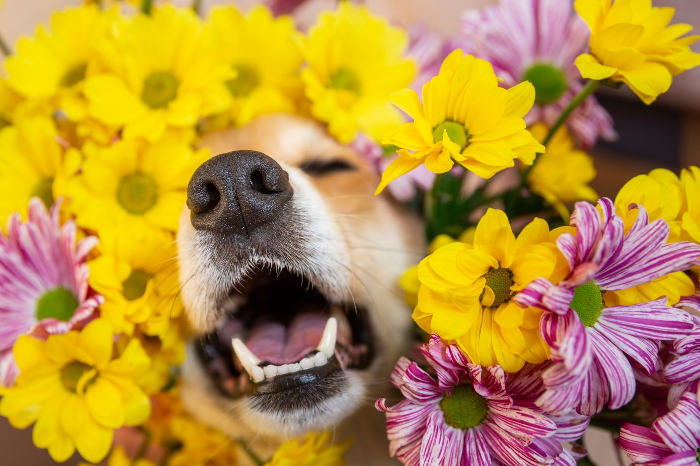 dog allergies flowers allergens