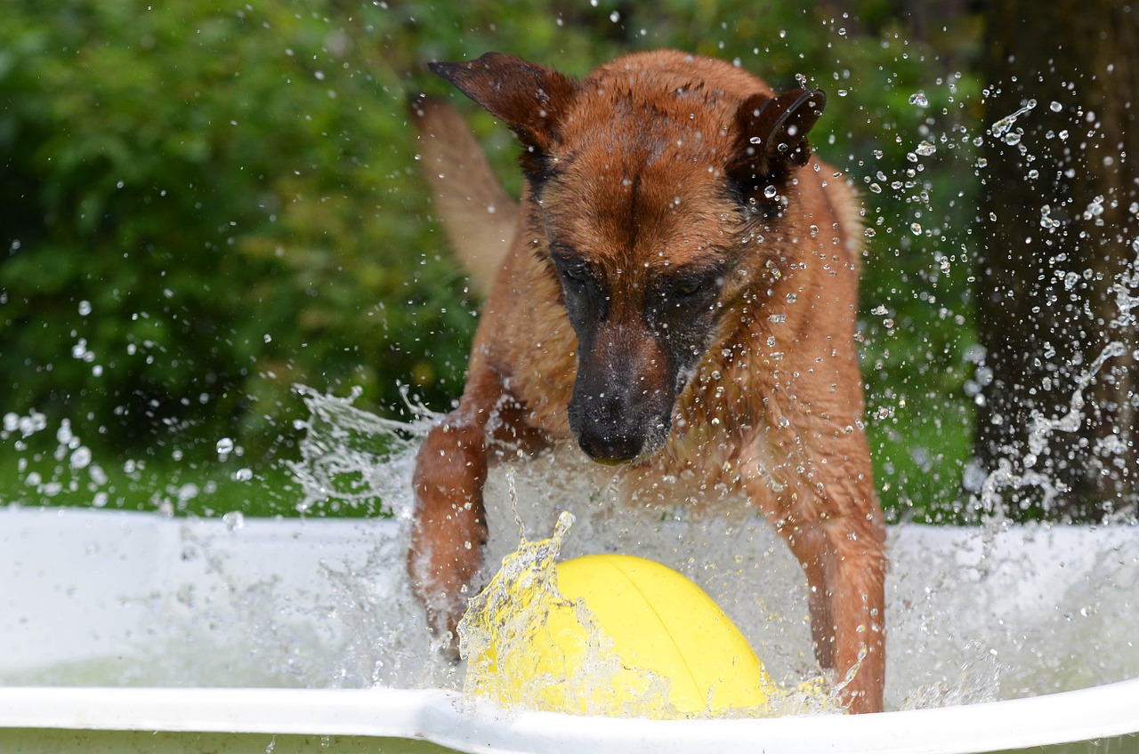 Dog Splash Pad