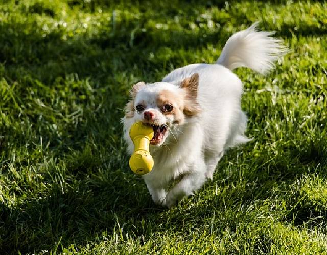 Hyper Pet Fetching Dog Toys - Throwing Bone Toy Made of EVA Foam -  Lightweight & Floats on Water
