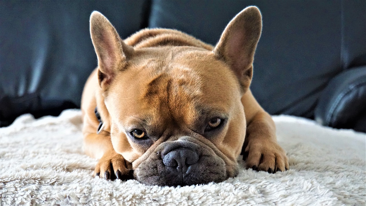 30 Best Gifts for a French Bulldog Owner