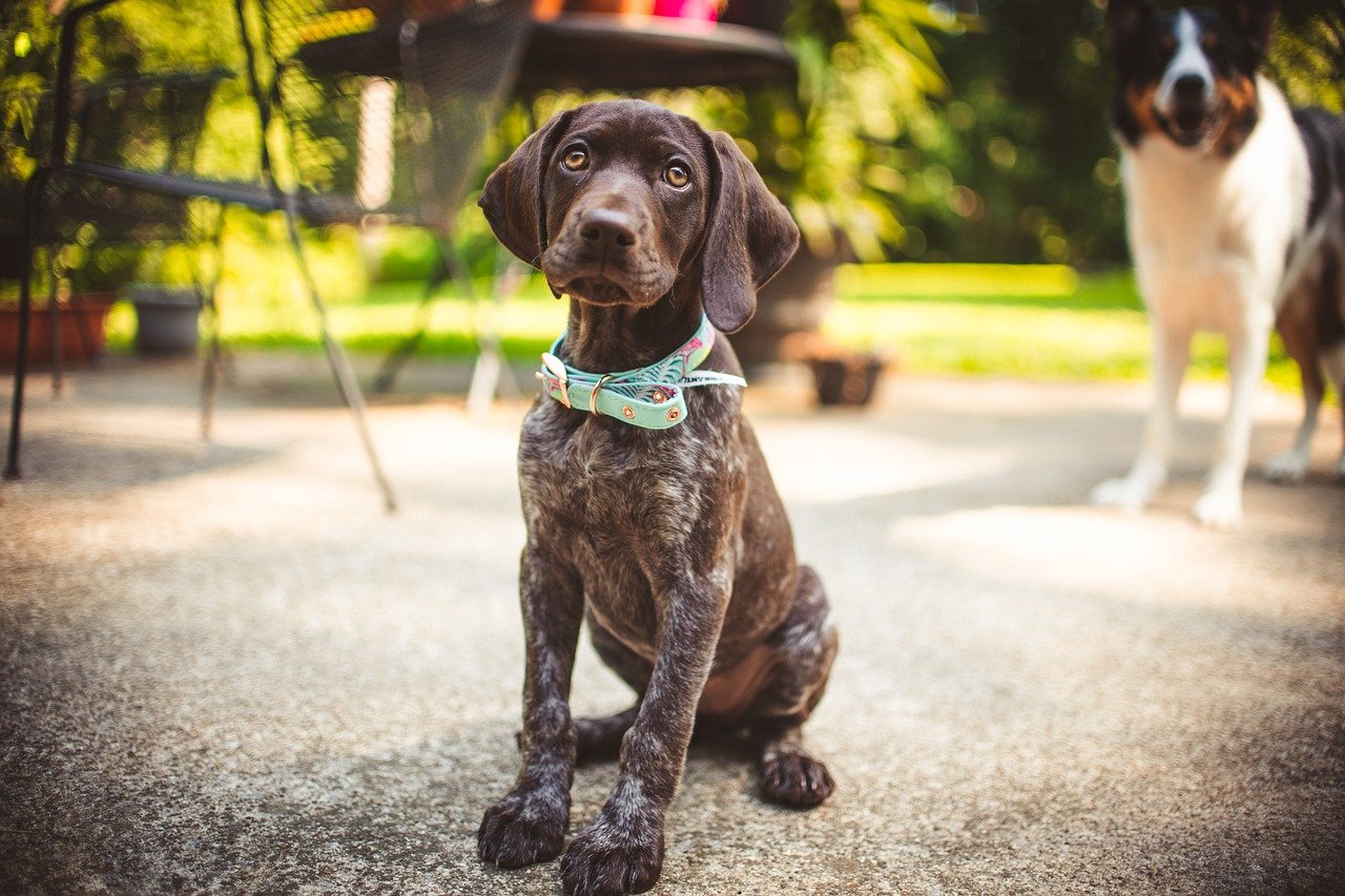 German Shorthaired Pointer Owner