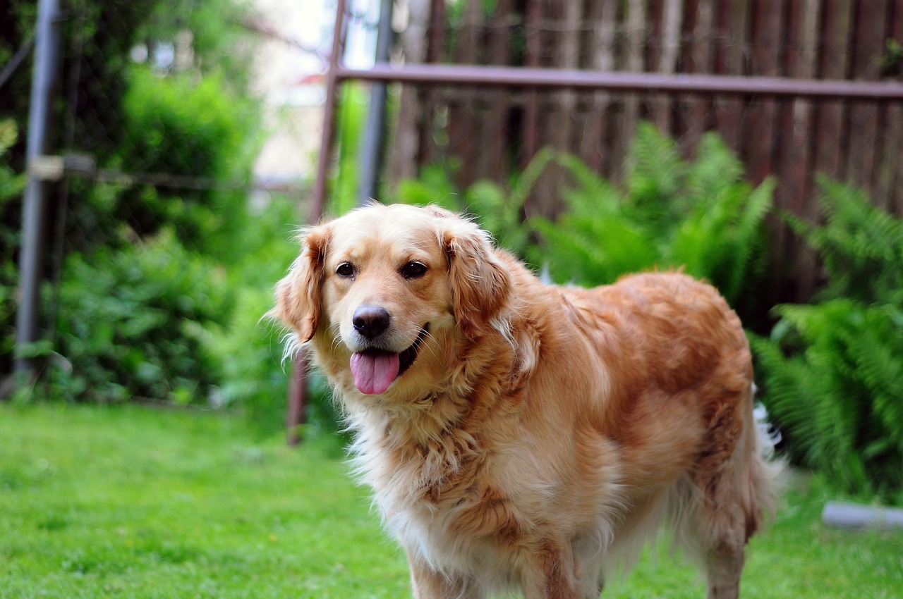 Is a Golden Retriever a Good Guard Dog?