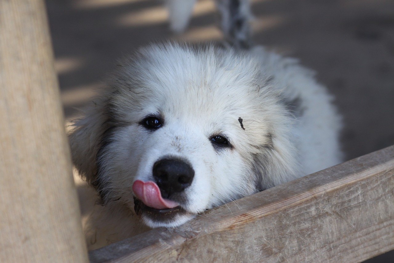 30 Best Gifts for a Great Pyrenees Owner