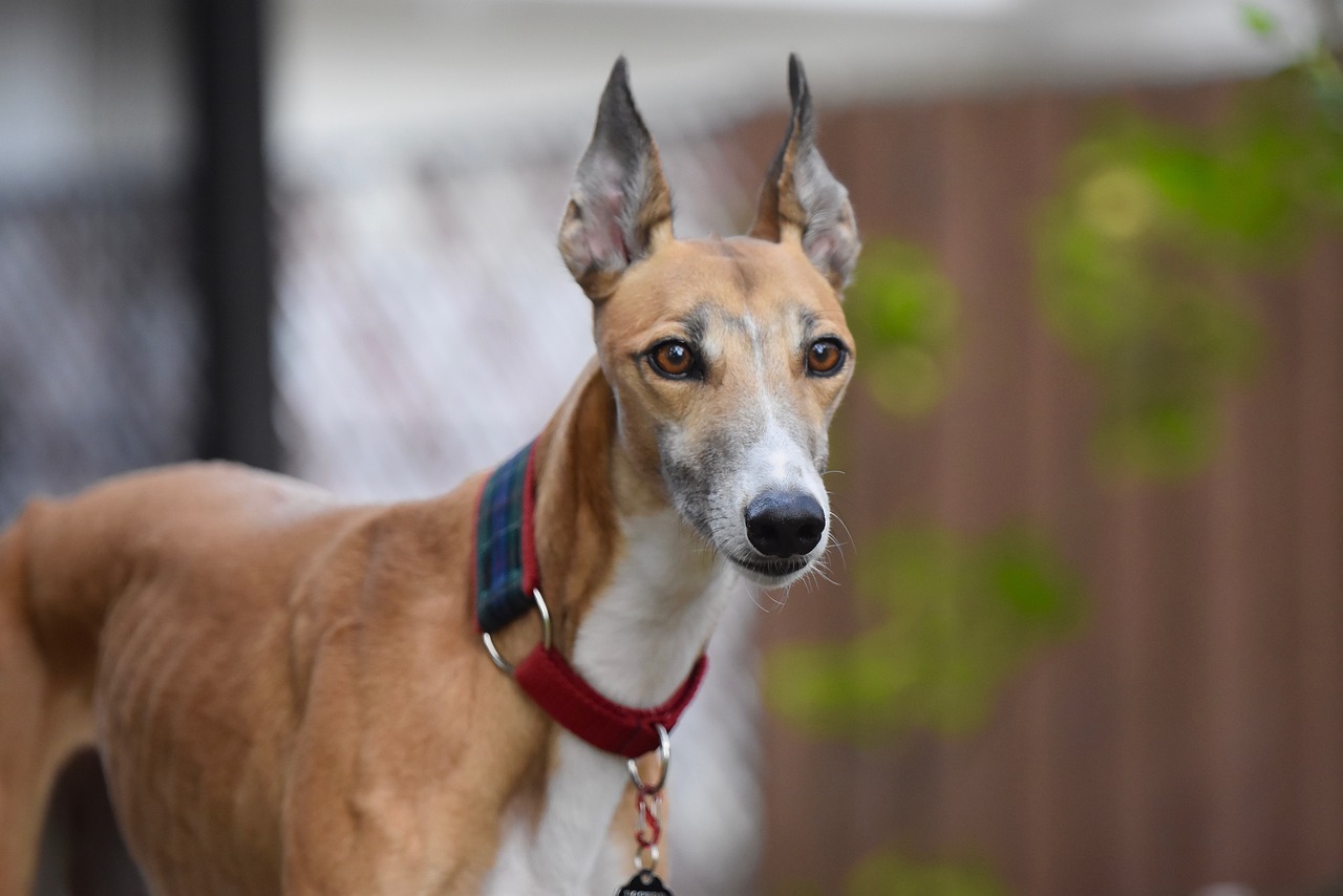 30 Best Gifts for a Greyhound Owner