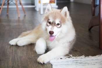 30 Best Gifts for a Husky Owner