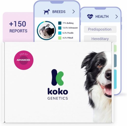 9 Best Dog DNA Test Kits [2024]