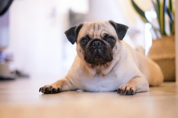 Best Wrinkle Cream, Balms, & Wipes for Pugs