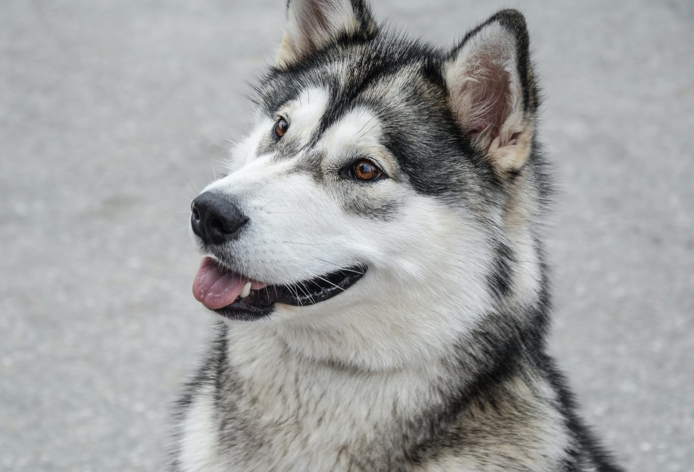 30 Best Gifts for an Alaskan Malamute Owner