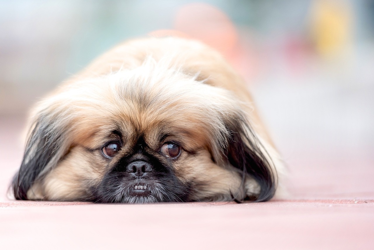 20 Best Gifts for a Pekingese Owner