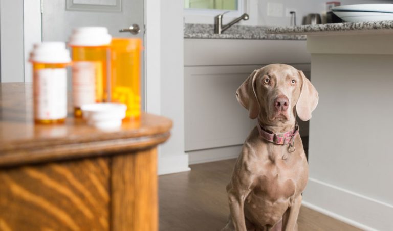 Losartan Coupon For Pets 2023 Dog News Web