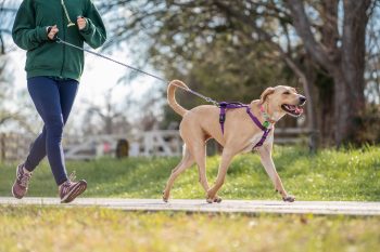 PetWireDaily — 8 Best Dog Leashes for Running