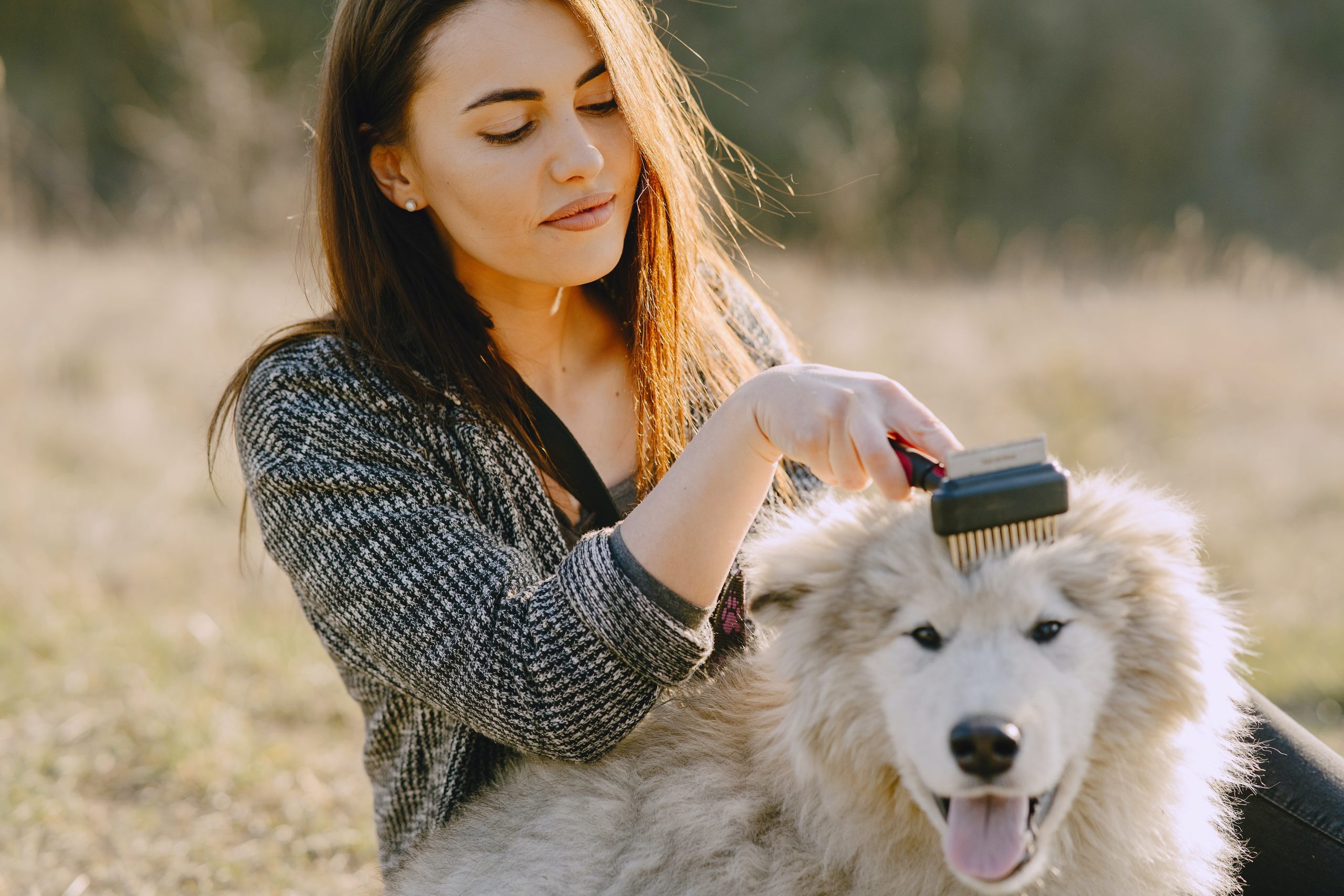 6 Best Brushes for Double Coated Dogs 