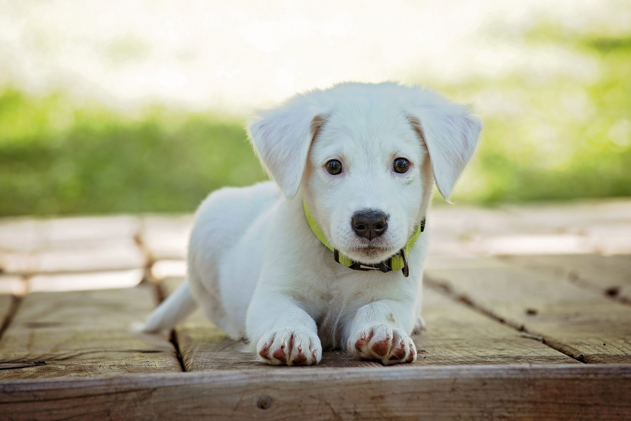 Washable Puppy Pads Review - Plastic Free-ish Challenge Swap #1