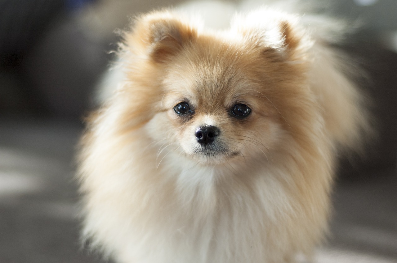 30 Best Gifts for a Pomeranian Owner