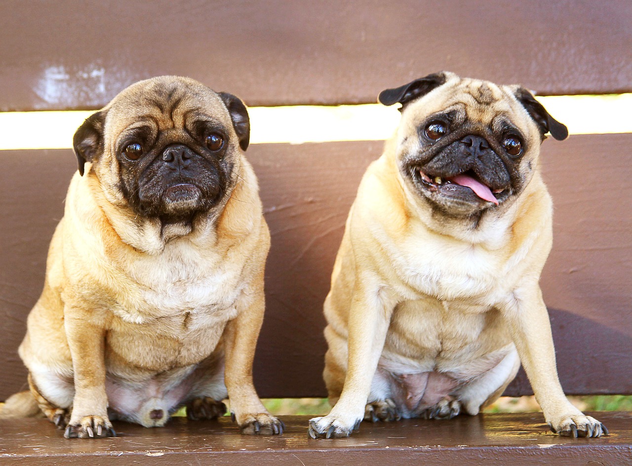 The 5 Biggest Myths About Pugs