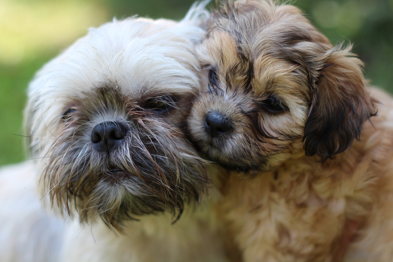 can a australian cattle dog and a shih tzu be friends