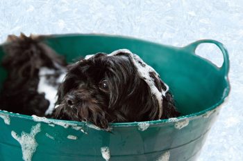 PetWireDaily — 6 Best Puppy Shampoos