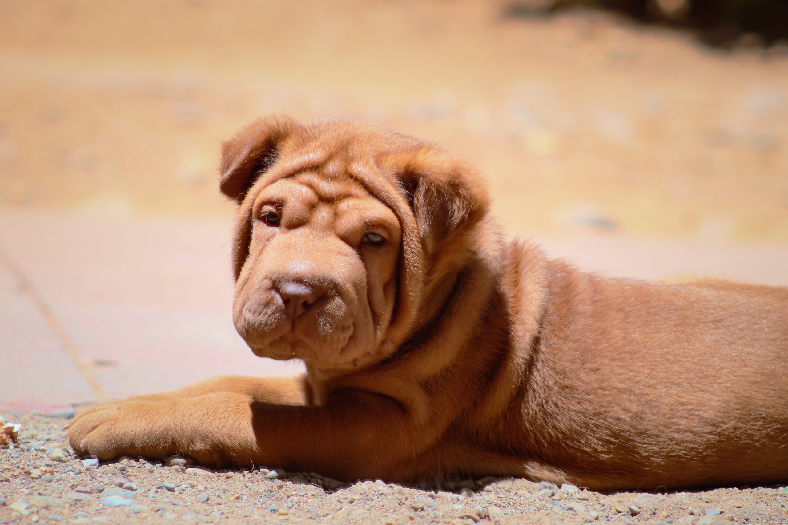 The 5 Biggest Myths About Shar Peis