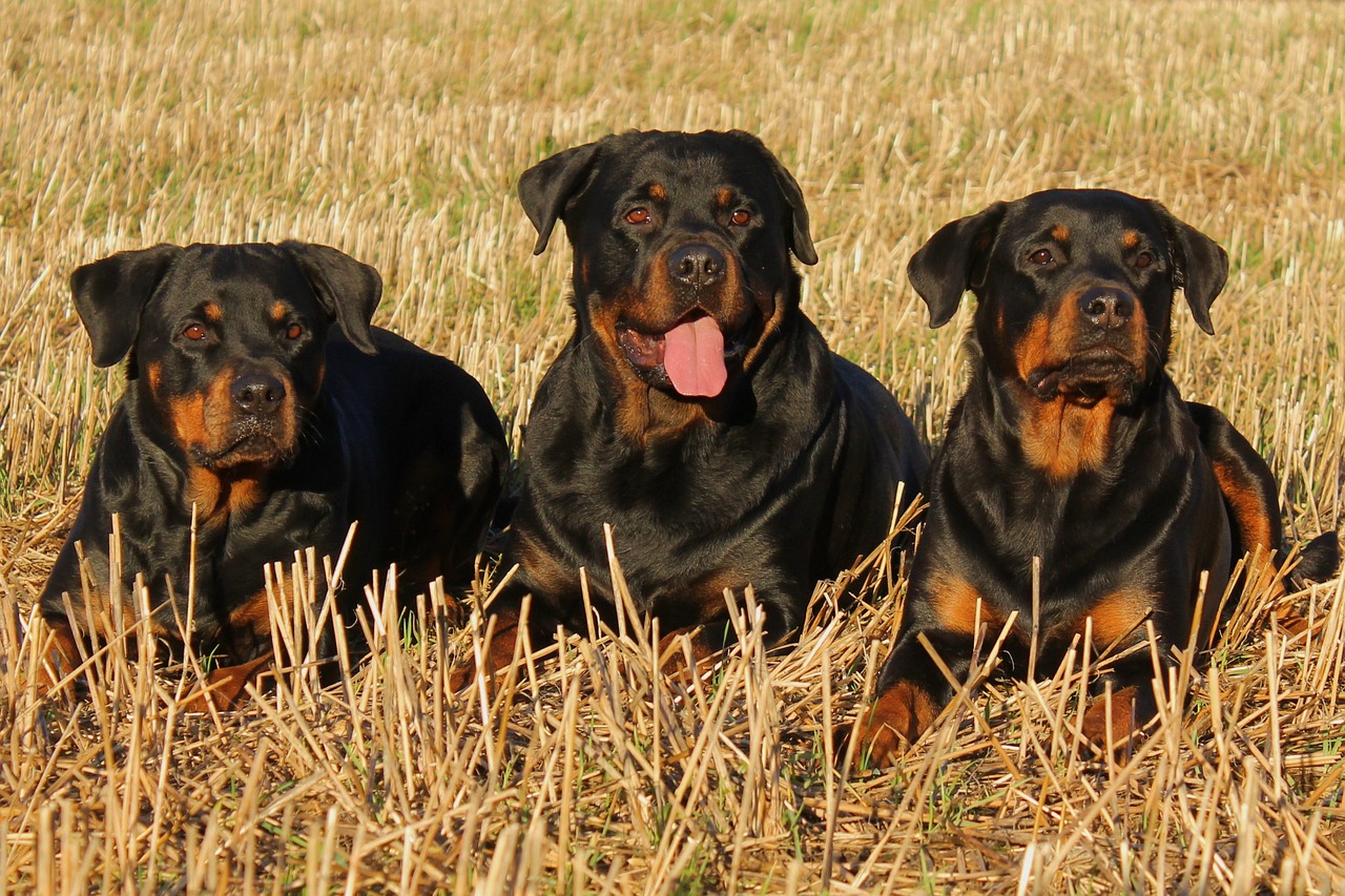 are rottweilers dangerous