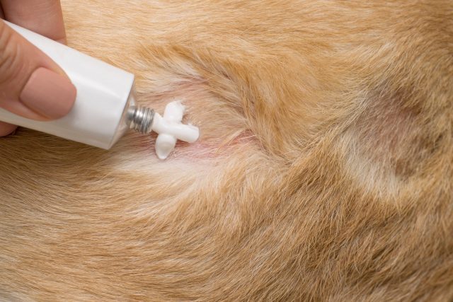 wound care sprays and ointments for dogs