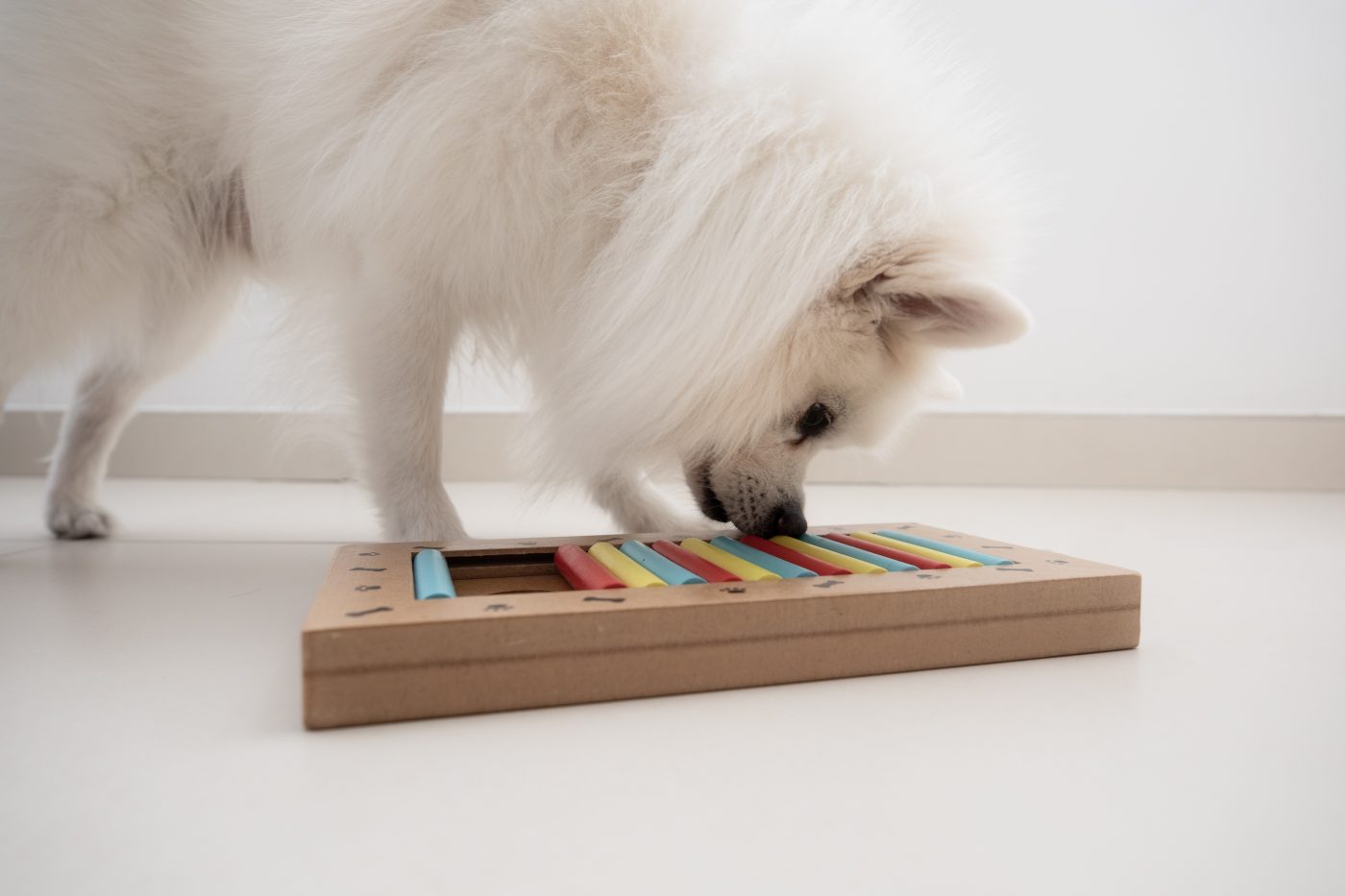 brain games for dogs