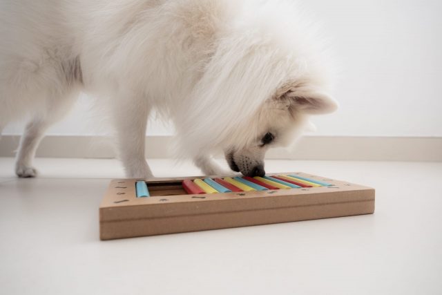 brain games for dogs