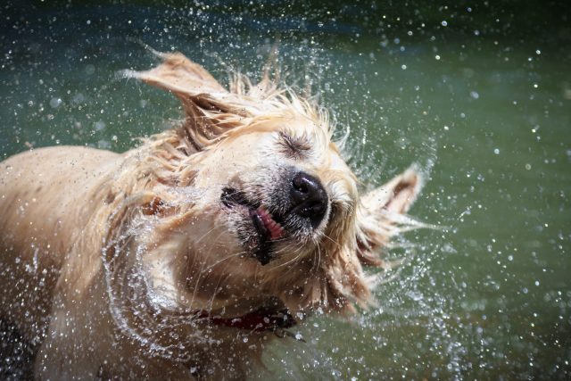 waterproof dog beds