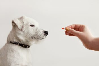 PetWireDaily — Sulfasalazine Coupon for Pets [2026]