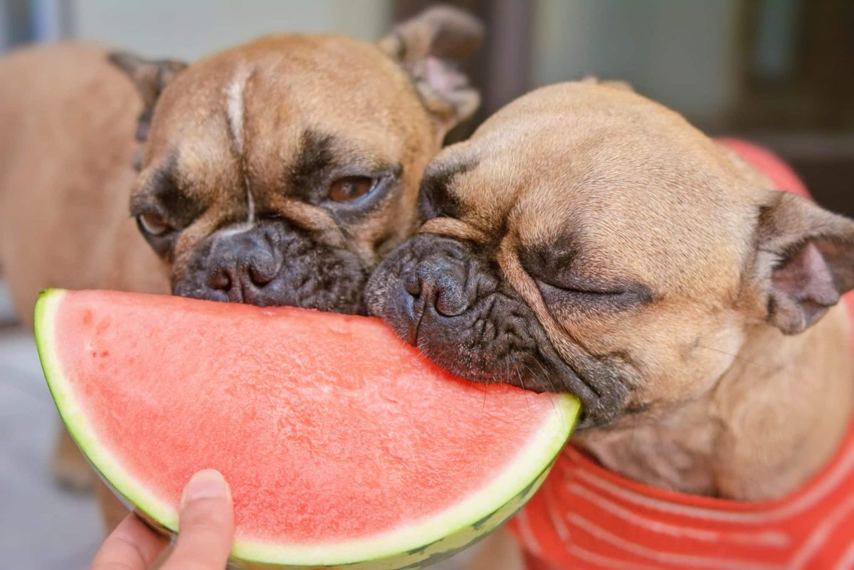 French Bulldog perking up with cheerful eagerness at feeding time.