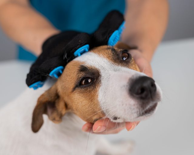 grooming gloves for dogs