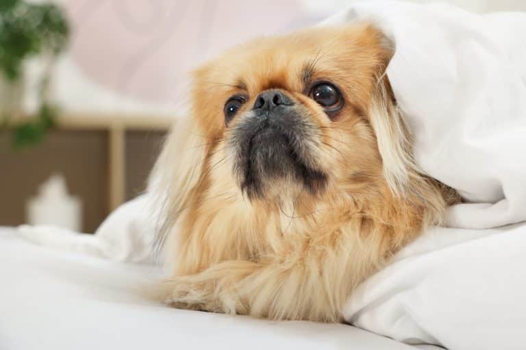 7 Best Ear Cleaners & Wipes for Dogs - iHeartDogs.com