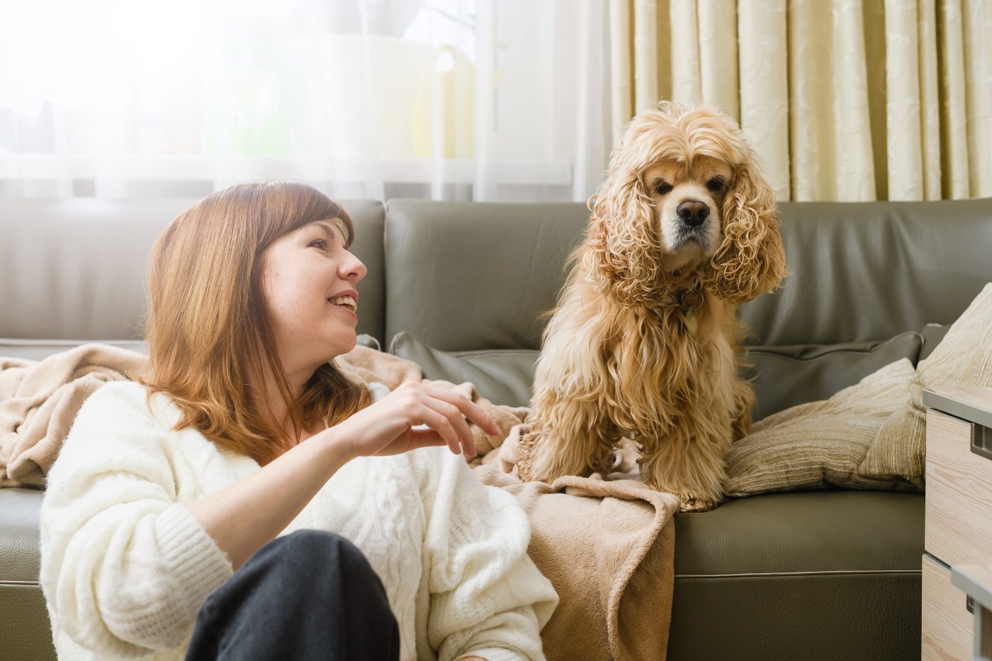 dog couch cover