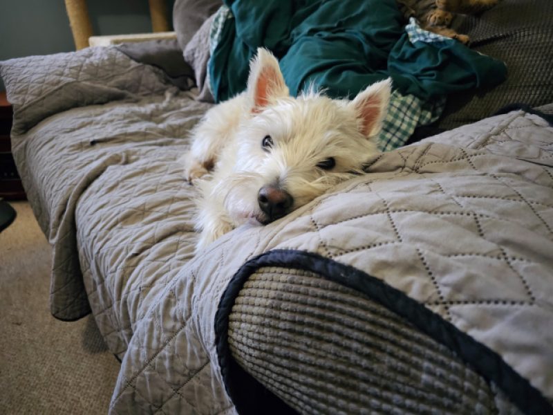 The 11 Best Couch Covers For Dogs In 2024