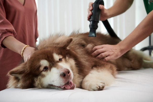 dog vacuum and grooming kits