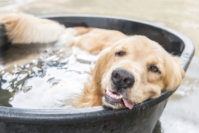 waterproof dog beds