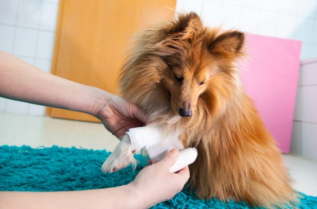 wound care sprays for dogs